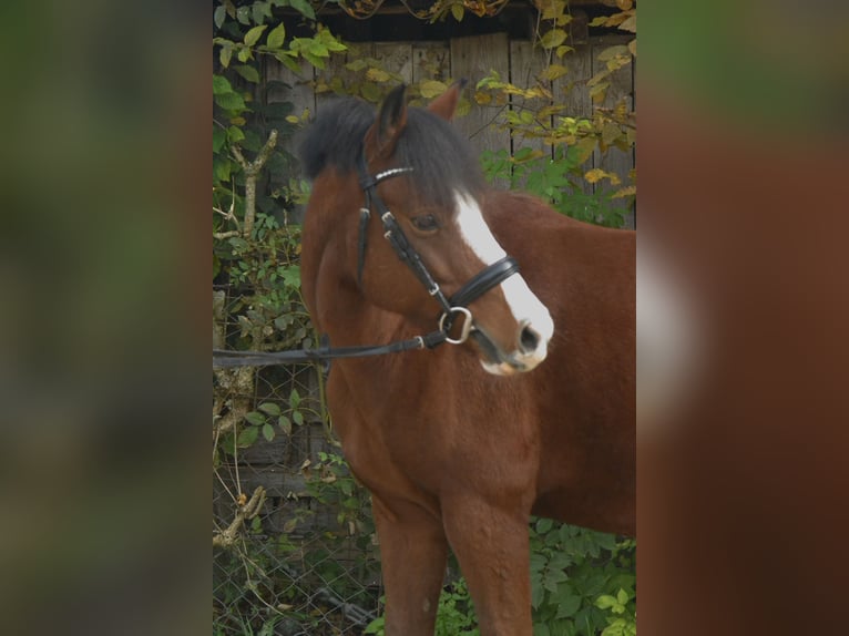 Welsh B Gelding 7 years 13,2 hh Brown in Würzburg