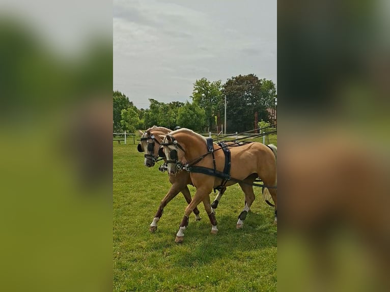 Welsh B Gelding 7 years 13,1 hh Palomino in Szabadszállás