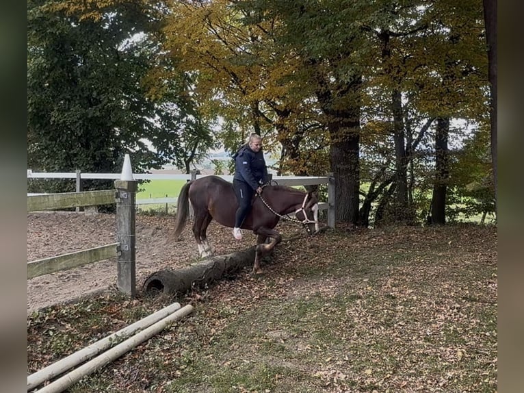 Welsh B Gelding 7 years 13,2 hh Chestnut in Aichach