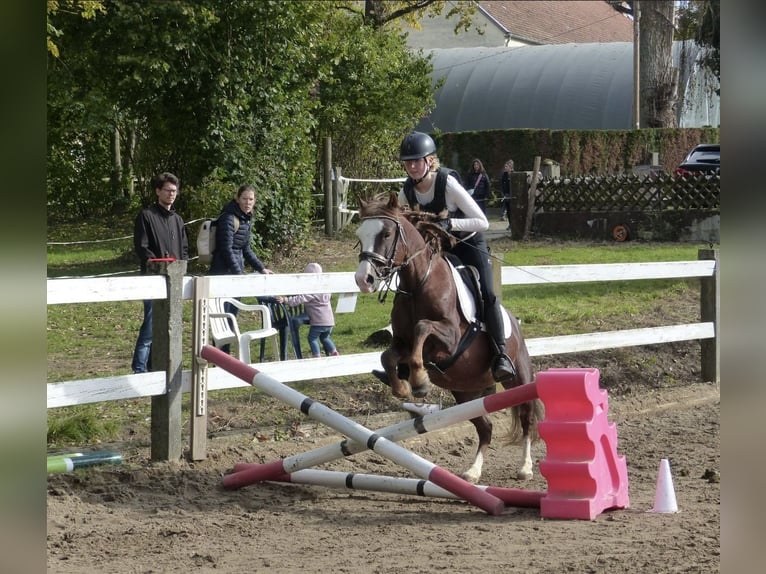 Welsh B Gelding 7 years 13,2 hh Chestnut in Aichach