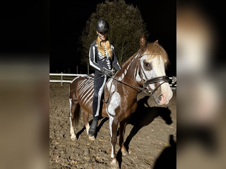 Welsh B Gelding 7 years 13,2 hh Chestnut in Aichach