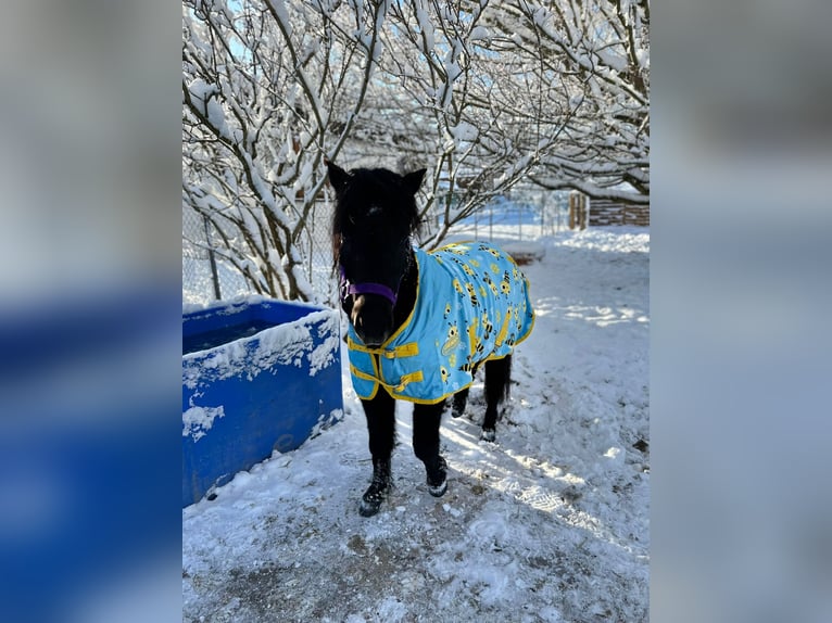 Welsh B Mix Gelding 8 years 11,1 hh Black in Wald