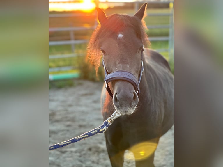 Welsh B Mix Gelding 8 years 11,1 hh Black in Wald