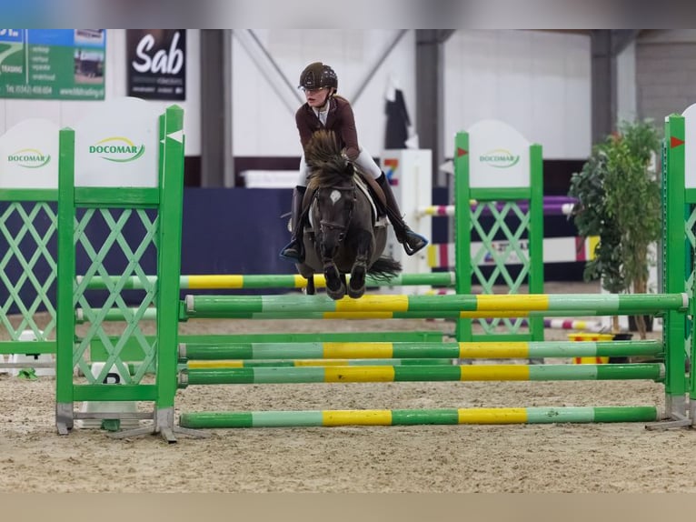 Welsh B Mix Gelding 8 years 12.1 hh Smoky-Black in Bunschoten-Spakenburg