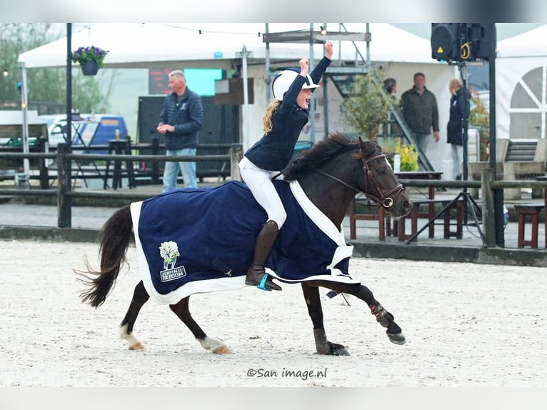 Welsh B Mix Gelding 8 years 12.1 hh Smoky-Black in Bunschoten-Spakenburg