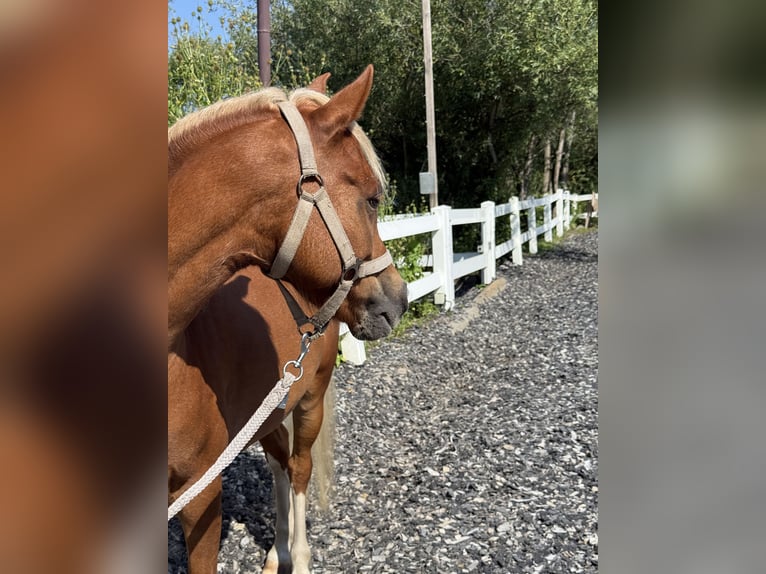 Welsh B Gelding 8 years 12.2 hh Chestnut in München