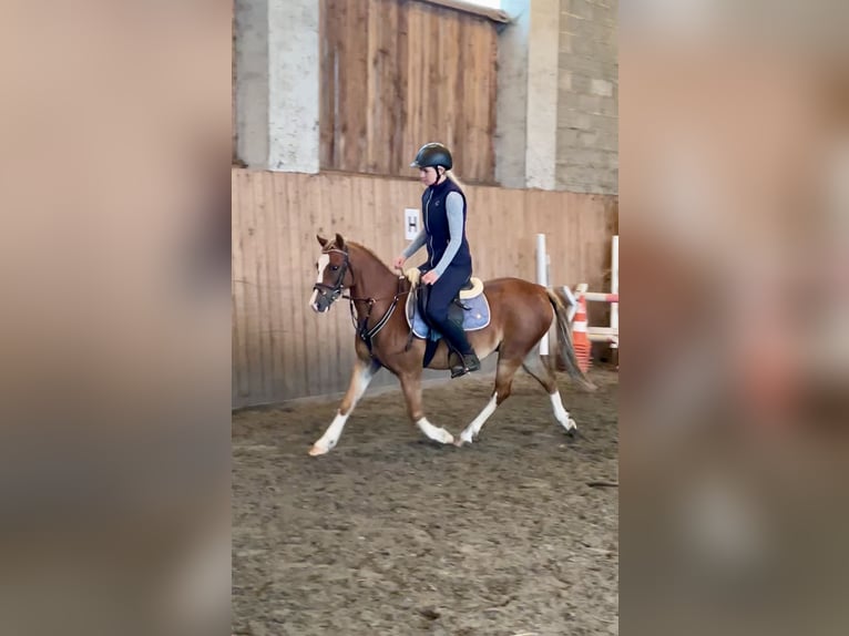 Welsh B Gelding 8 years 12,2 hh Chestnut in Turnov