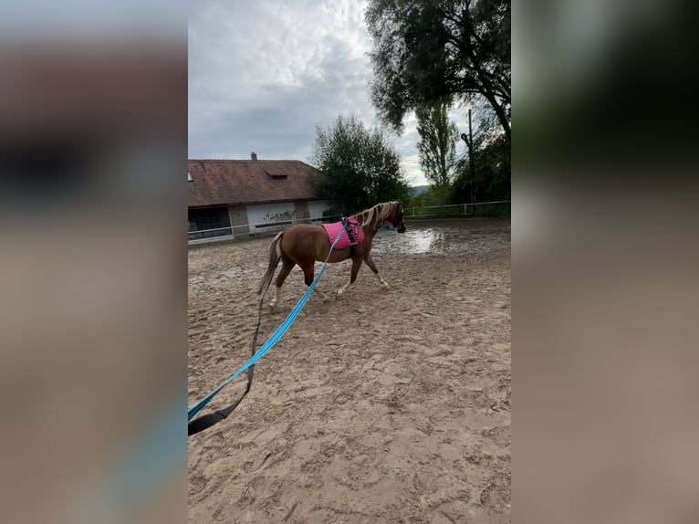 Welsh B Gelding 8 years 12,2 hh Chestnut in Turnov