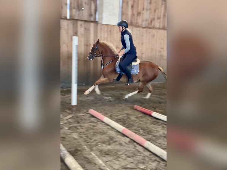 Welsh B Gelding 8 years 12,2 hh Chestnut in Turnov