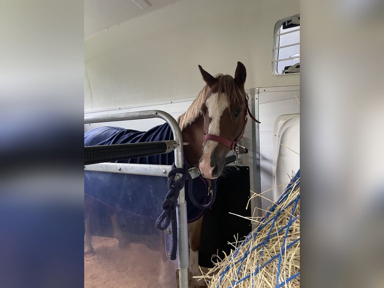 Welsh B Gelding 8 years 12,2 hh Chestnut in Turnov