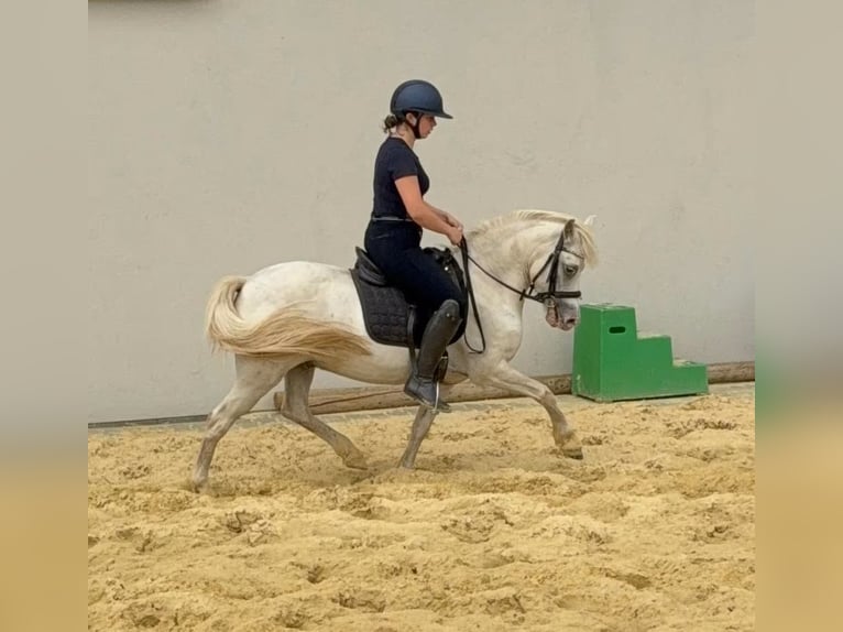 Welsh B Gelding 8 years 12.2 hh Grey in Daleiden