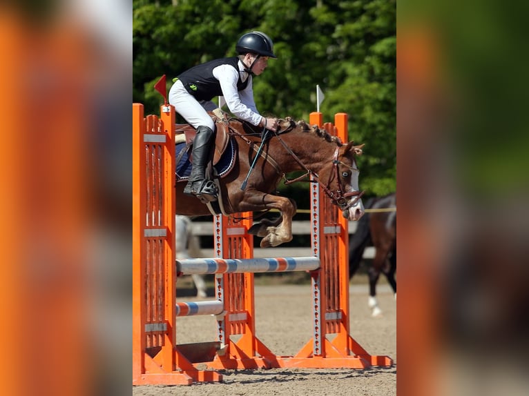 Welsh B Gelding 8 years 12,3 hh Bay in Cesis