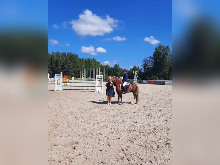 Welsh B Gelding 8 years 12,3 hh Bay in Cesis