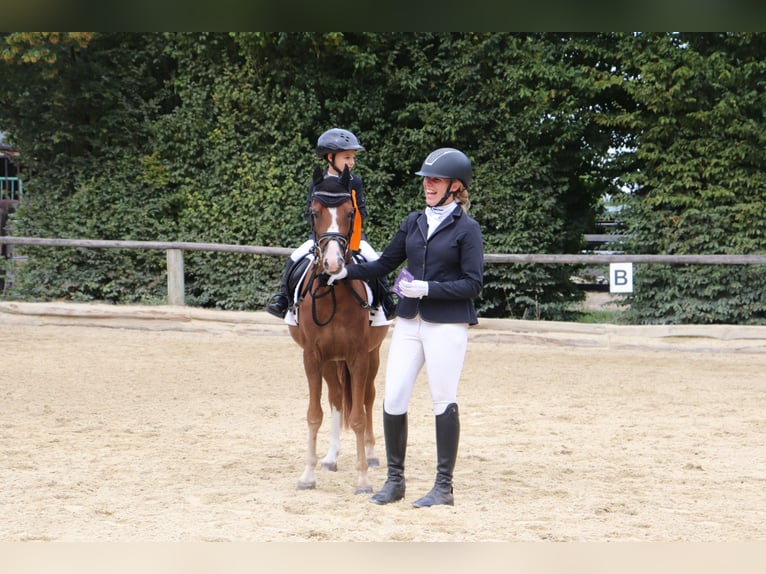 Welsh B Gelding 8 years 12,3 hh Chestnut in Leithaprodersdorf