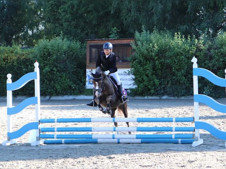 Welsh B Gelding 8 years 12,3 hh Chestnut in Leithaprodersdorf