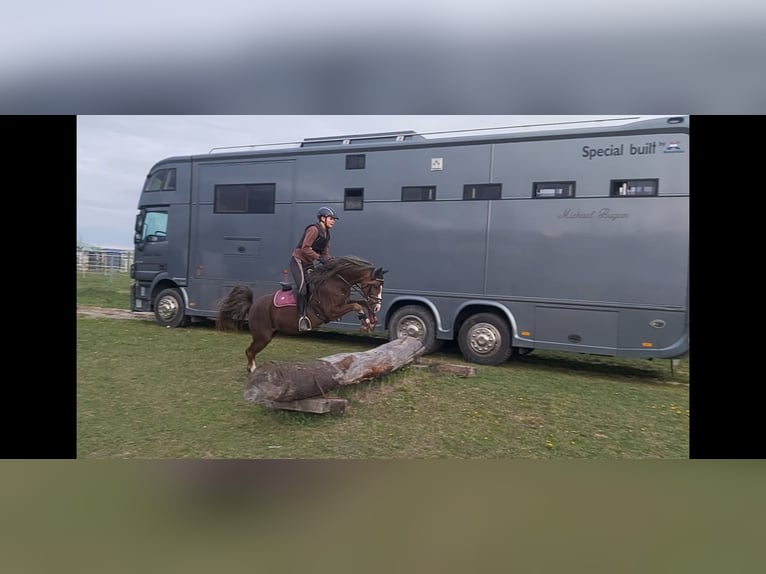 Welsh B Gelding 8 years 12,3 hh Chestnut in Leithaprodersdorf