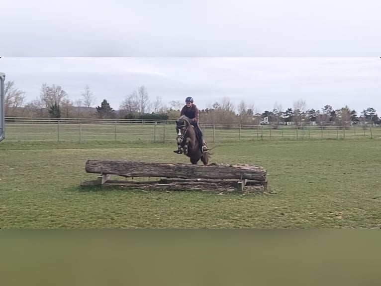 Welsh B Gelding 8 years 12,3 hh Chestnut in Leithaprodersdorf