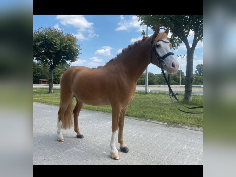 Welsh B Gelding 8 years 12,3 hh Chestnut-Red in Obertshausen