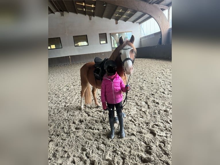 Welsh B Gelding 8 years 12,3 hh Chestnut-Red in Obertshausen