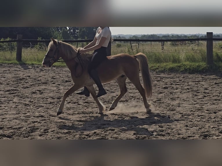 Welsh B Gelding 8 years 12,1 hh Chestnut-Red in M&#xFC;lheim an der Ruhr