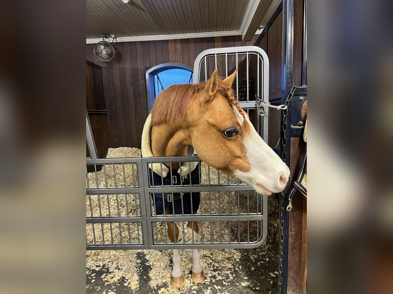 Welsh B Gelding 8 years 12,1 hh Chestnut-Red in Greenwich
