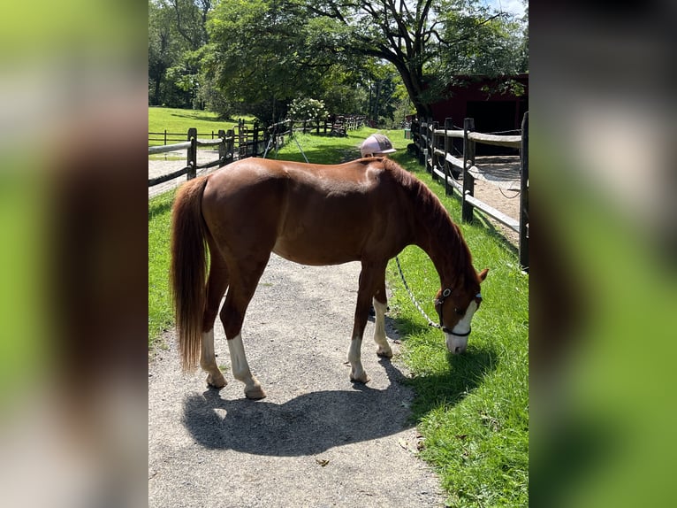 Welsh B Gelding 8 years 12,1 hh Chestnut-Red in Greenwich