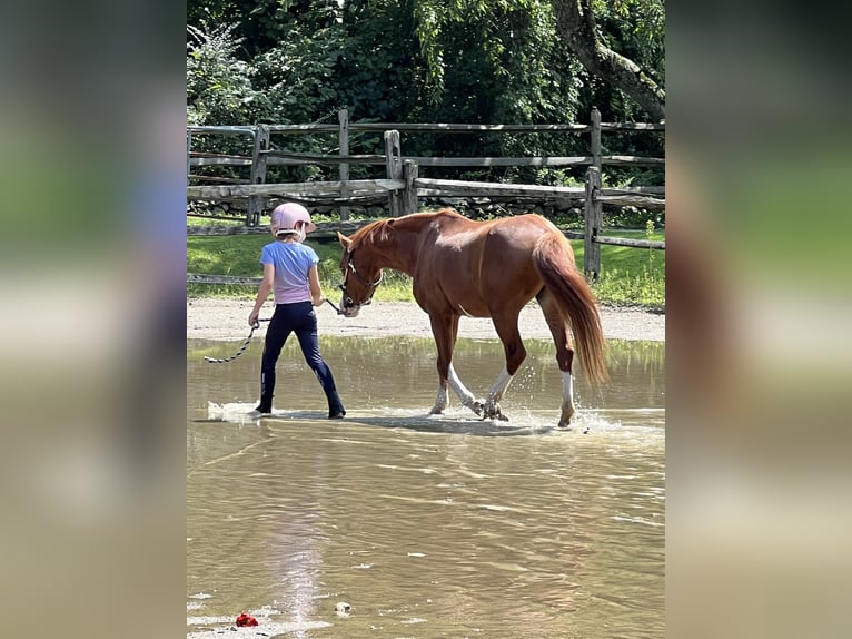 Welsh B Gelding 8 years 12,1 hh Chestnut-Red in Greenwich