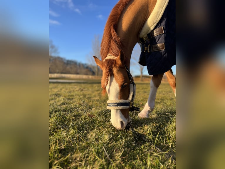 Welsh B Gelding 8 years 12,1 hh Chestnut-Red in Greenwich