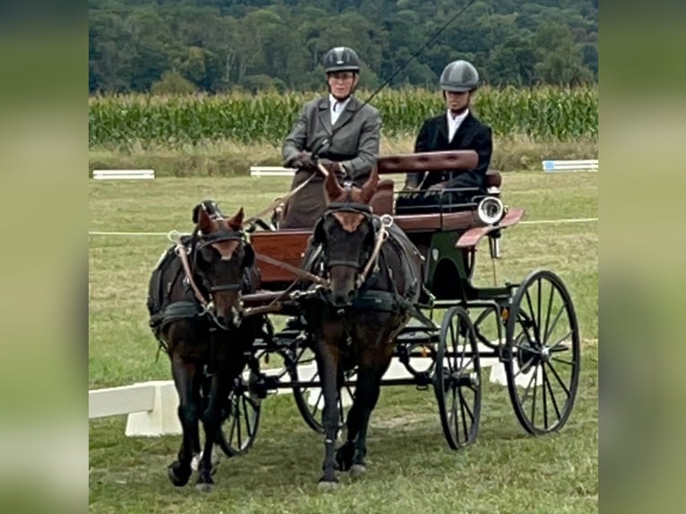 Welsh B Gelding 8 years 12,3 hh Bay-Dark in Landolfshausen