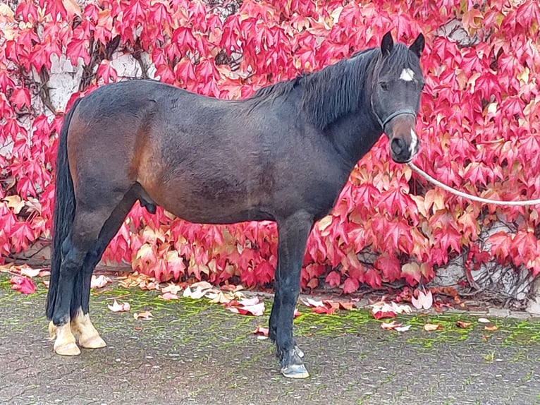 Welsh B Gelding 8 years 12,3 hh Bay-Dark in Landolfshausen