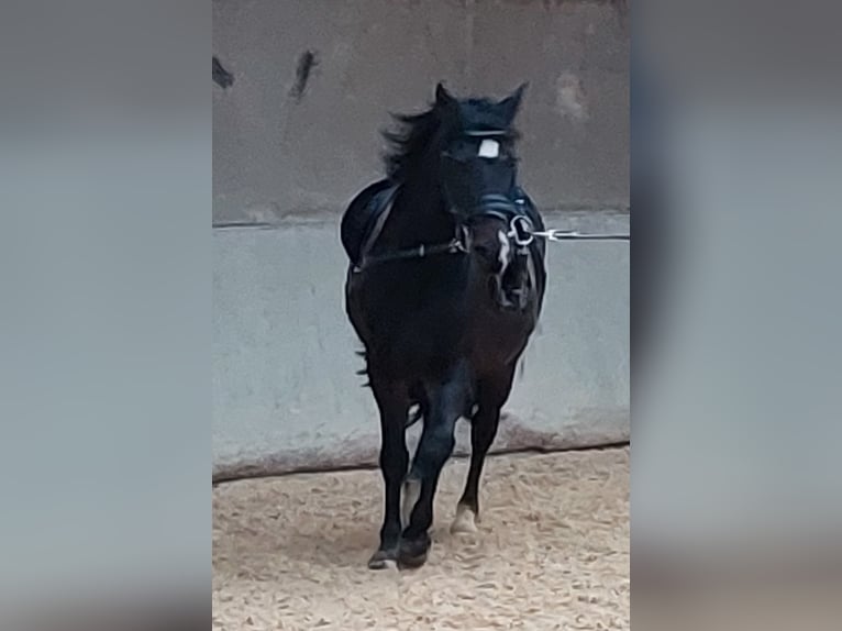 Welsh B Gelding 8 years 12,3 hh Bay-Dark in Landolfshausen