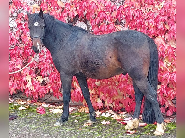 Welsh B Gelding 8 years 12,3 hh Bay-Dark in Landolfshausen