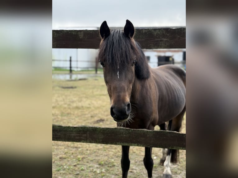 Welsh B Gelding 8 years 13,1 hh Bay-Dark in Łasin