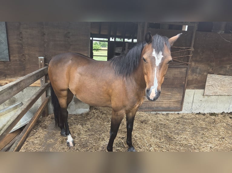 Welsh B Gelding 9 years 12.2 hh Brown in Karlshuld