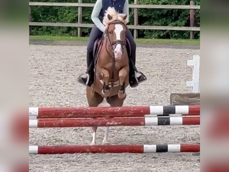 Welsh B Gelding 9 years 12,3 hh Chestnut-Red in Bramsche