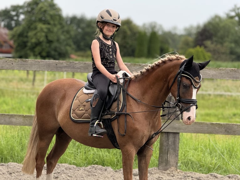 Welsh B Gelding 9 years 12,3 hh Chestnut-Red in Bramsche