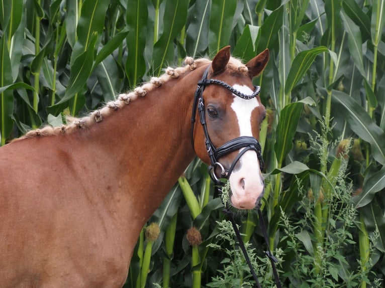 Welsh B Gelding 9 years 12,3 hh Chestnut-Red in Bramsche