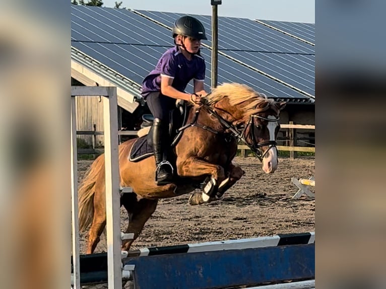 Welsh B Gelding 9 years 12,3 hh Chestnut-Red in Bramsche