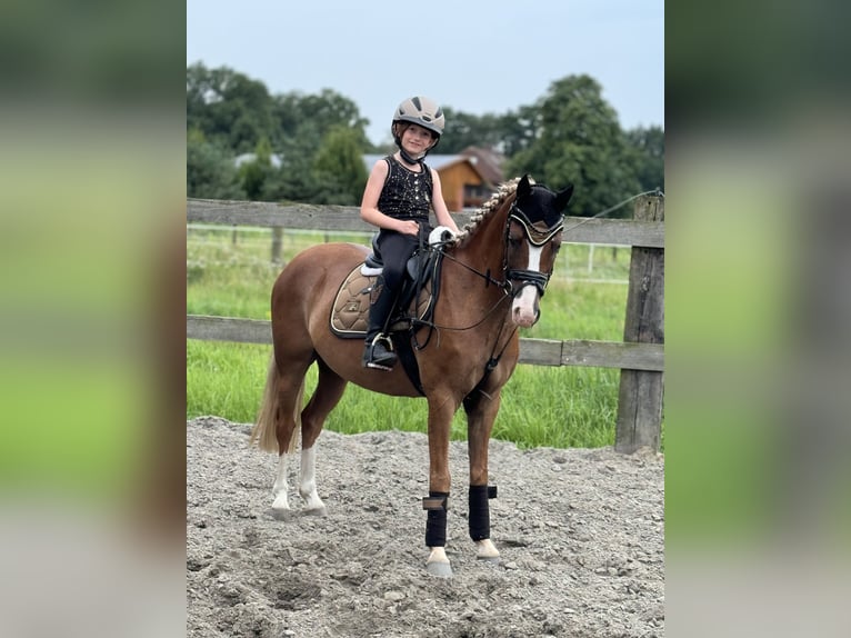 Welsh B Gelding 9 years 12,3 hh Chestnut-Red in Bramsche