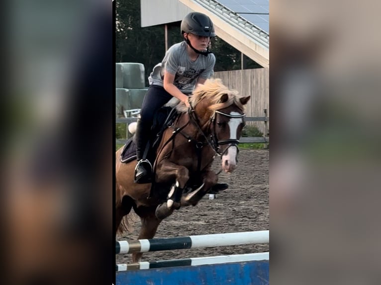 Welsh B Gelding 9 years 12,3 hh Chestnut-Red in Bramsche