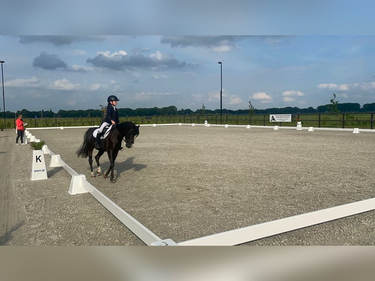 Welsh B Gelding 9 years 12,1 hh Bay-Dark in Elst