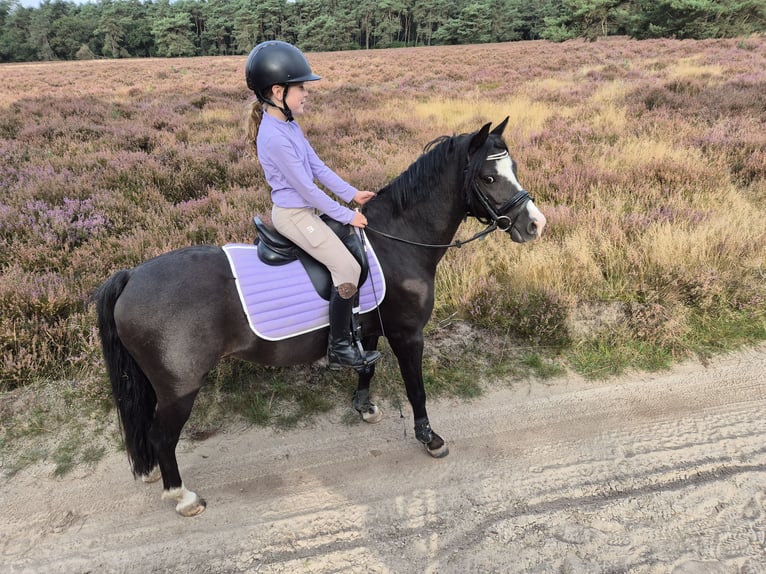 Welsh B Gelding 9 years 12,1 hh Bay-Dark in Elst