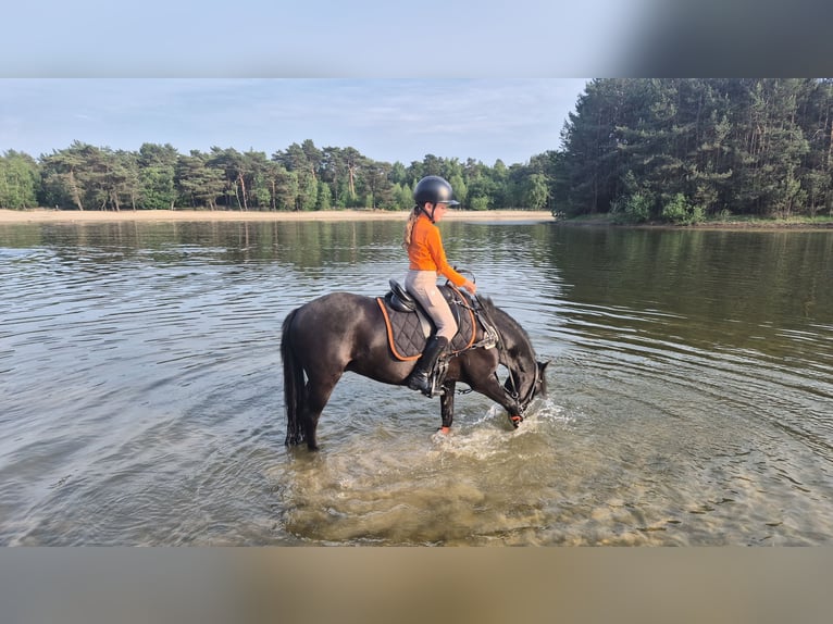 Welsh B Gelding 9 years 12,1 hh Bay-Dark in Elst
