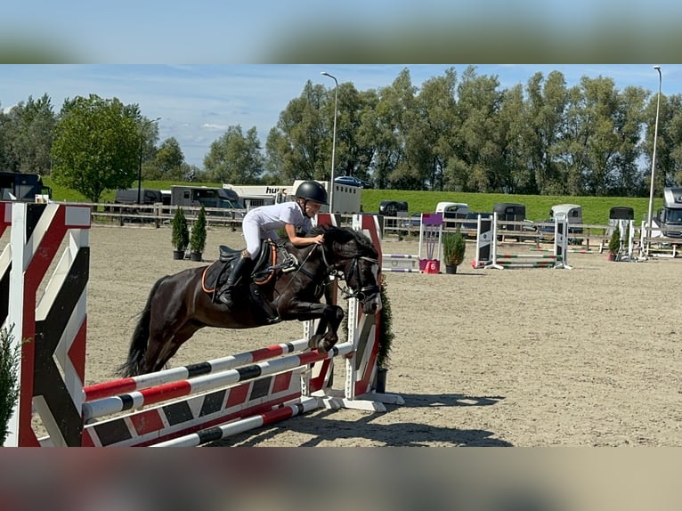 Welsh B Gelding 9 years 12,1 hh Bay-Dark in Elst
