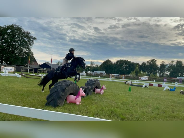 Welsh B Gelding 9 years 12,1 hh Bay-Dark in Elst