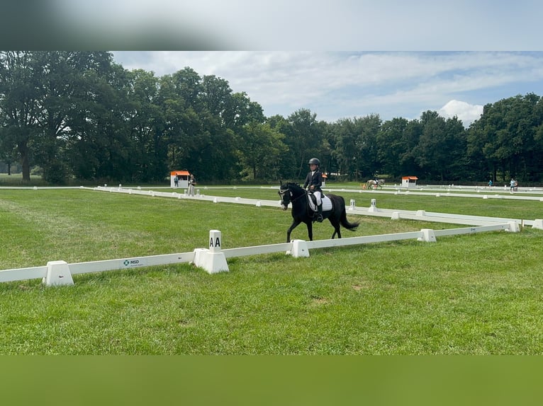 Welsh B Gelding 9 years 12,1 hh Bay-Dark in Elst