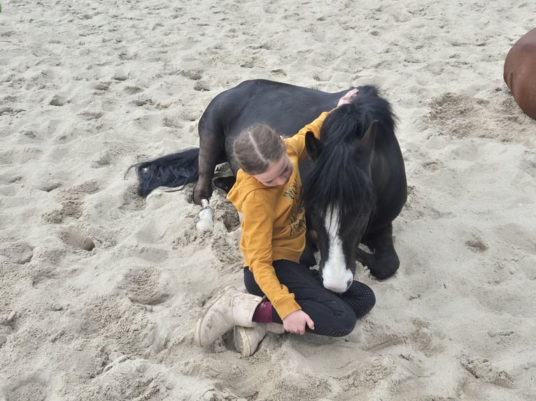 Welsh B Gelding 9 years 12,1 hh Bay-Dark in Elst