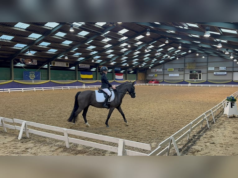Welsh B Gelding 9 years 12,1 hh Bay-Dark in Elst