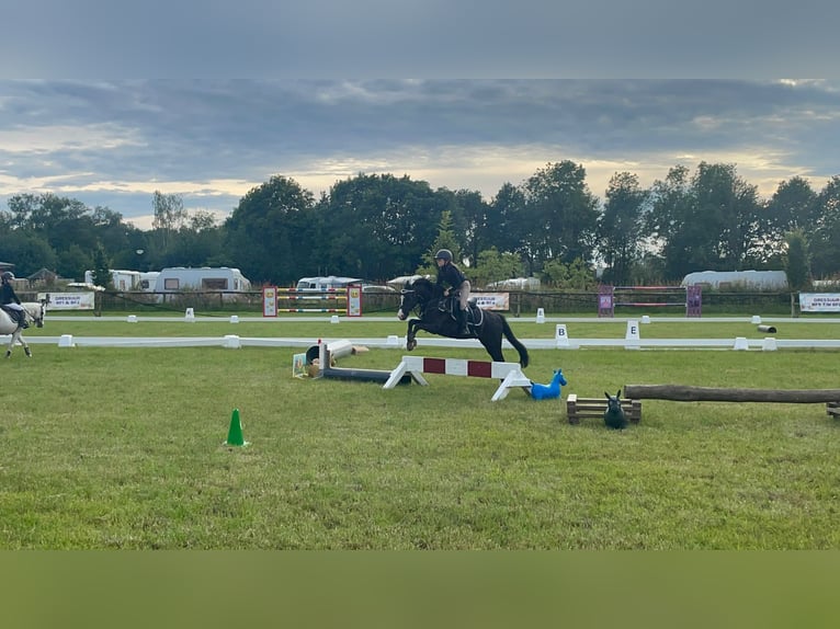 Welsh B Gelding 9 years 12,1 hh Bay-Dark in Elst