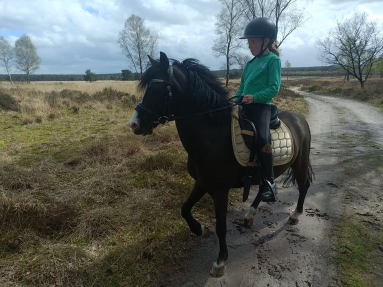 Welsh B Gelding 9 years 12,1 hh Bay-Dark in Elst